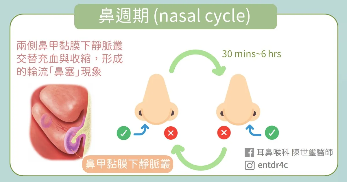 鼻週期 nasal cycle