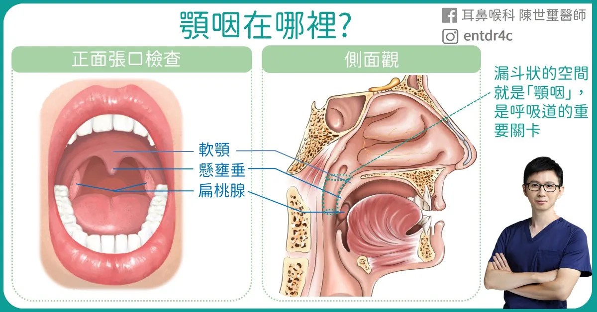 01 顎咽在哪裡